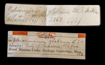 Media type: image;   Invertebrate Zoology OPH-452 Aspect: labels